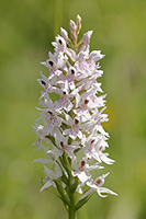 Dactylorhiza fuchsii